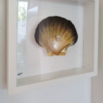 Saint Jacobs Sea Shell in a box frame