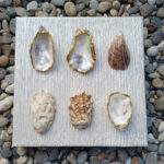 Six Gilded Zeeuws Oyster Shells